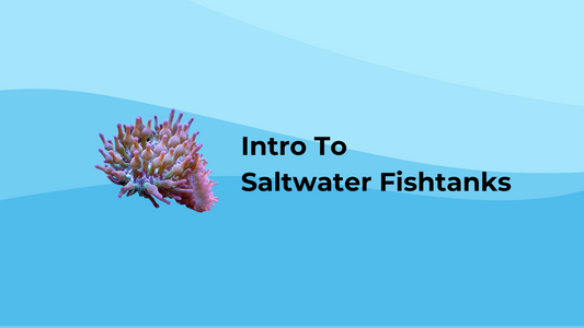 The Saltwater Aquarium Hobby, a brief synopsis. - Keepin' it Reef