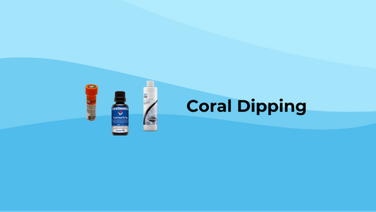 Mastering Coral Dipping: A Beginner's Guide to Reef Tank Health