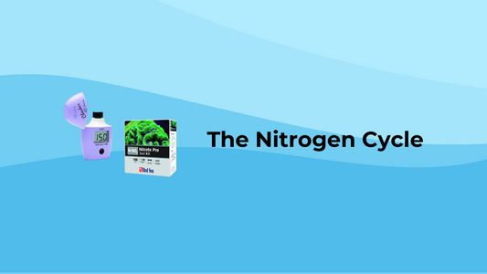 The Saltwater Aquarium Nitrogen Cycle - Keepin' it Reef