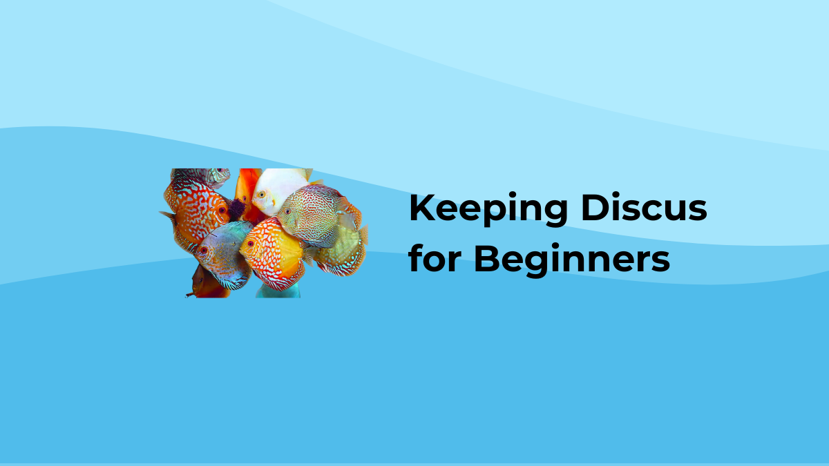 Discus Application A Practical Guide to Keeping Discus: Tips for Success – Keepin' it Reef