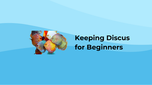 A Practical Guide to Keeping Discus: Tips for Success