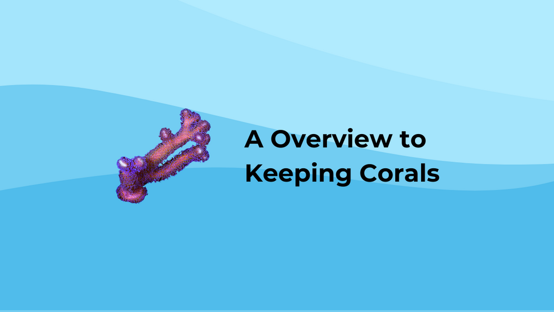 An Overview to Keeping Saltwater Corals