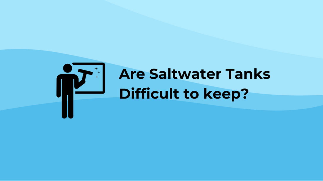 Are Saltwater Reef Tanks Hard to Maintain? An overview into the Effort Required