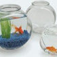 Glass Fish Bowl, Drum Style, 1 Gallon - Keepin' it Reef