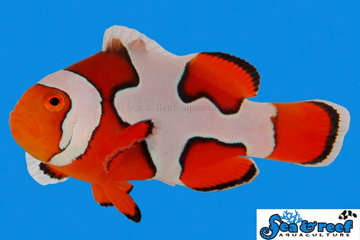 Picasso clown, A grade , small 1.25-1.5 inches - Keepin' it Reef